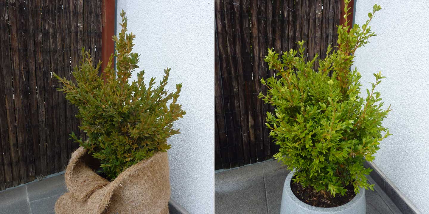 Vorher/Nacher: Kälteschaden bei Buchbaum