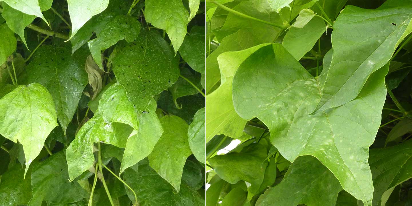 Vorher/Nachher: Läusebefall Catalpa
