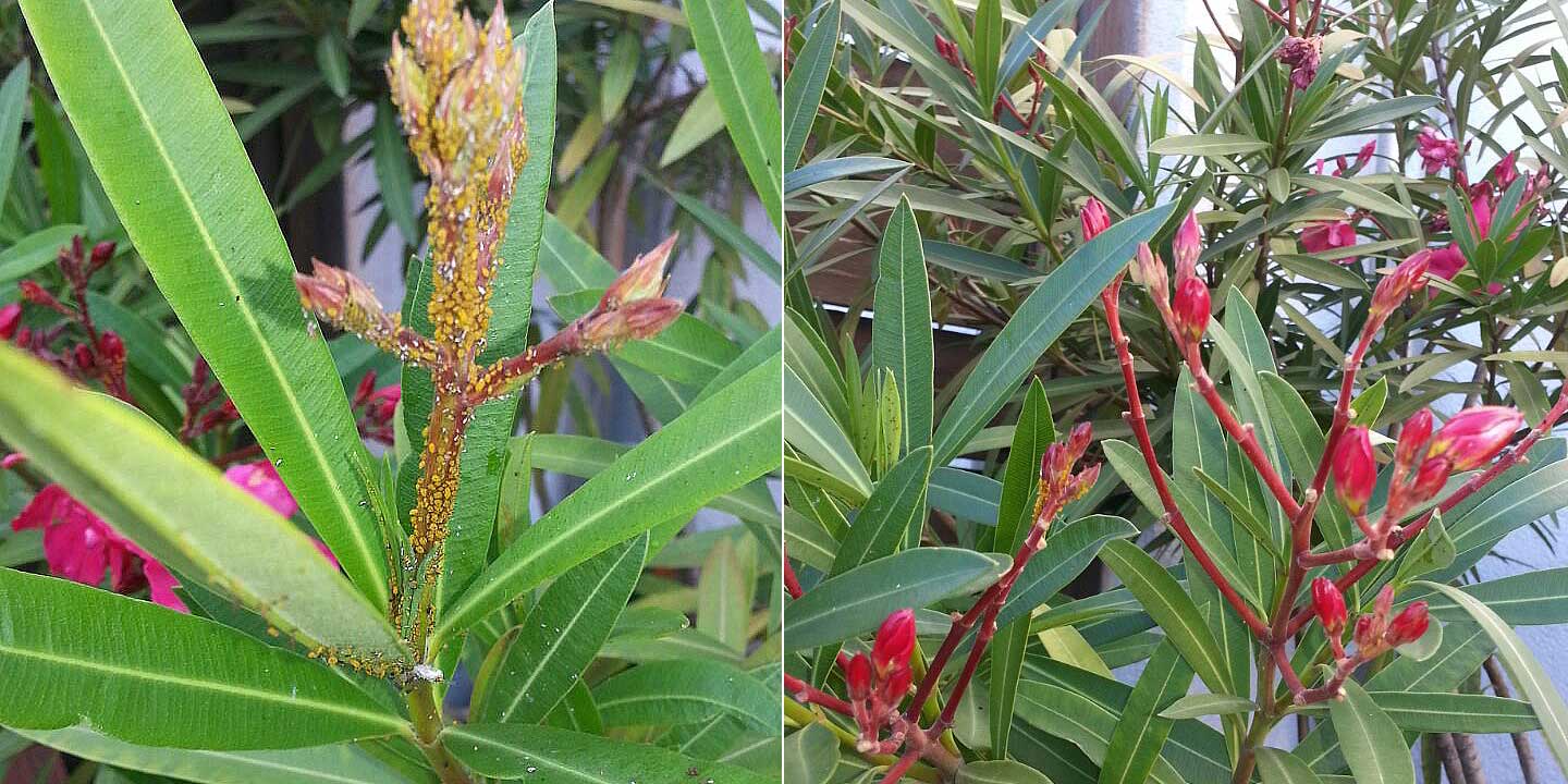 Vorher/Nachher: Oleander mit und ohne Läuseschaden.